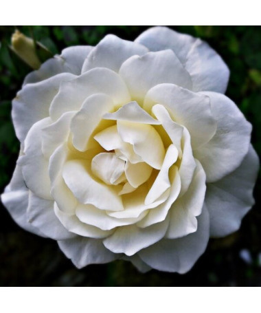 Lielziedu roze 'Artemia' pods, 2l