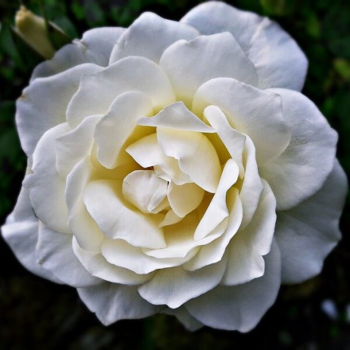 Lielziedu roze 'Artemia' pods, 2l