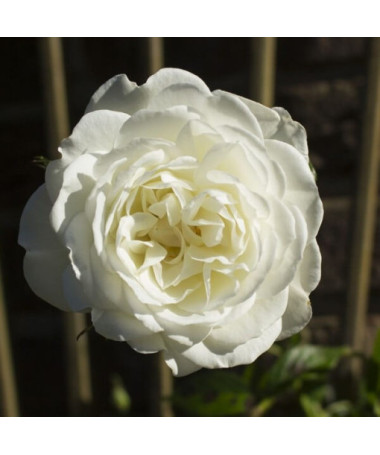 Lielziedu roze 'Artemia' pods, 2l