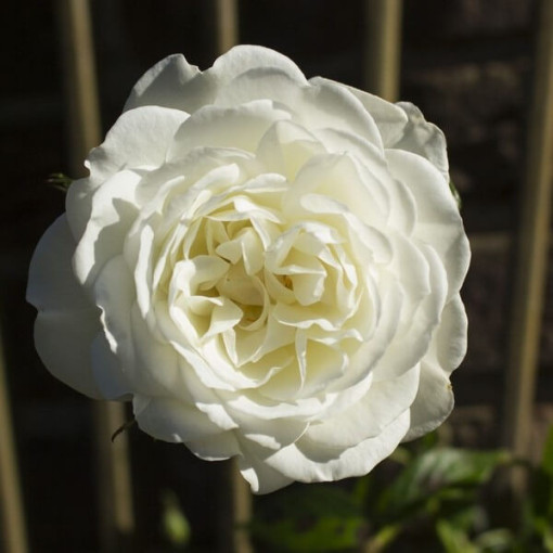 Lielziedu roze 'Artemia' pods, 2l