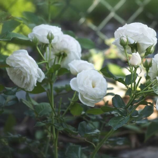 Lielziedu roze 'Artemia' pods, 2l