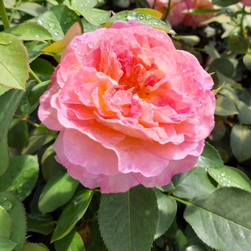 Lielziedu roze 'Alojse' pods, 2l