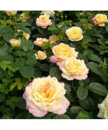 Lielziedu roze 'Alojse' pods, 2l