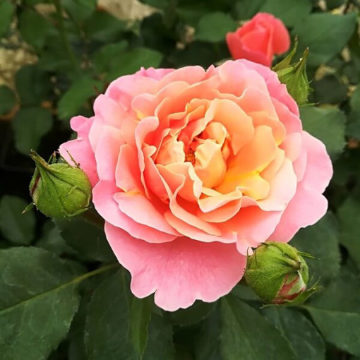 Lielziedu roze 'Alojse' pods, 2l