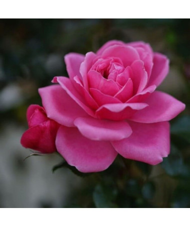 Krūmu roze 'Tanal' pods, 2l