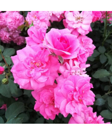 Krūmu roze 'Tanal' pods, 2l