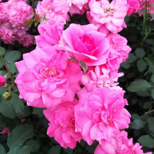 Krūmu roze 'Tanal' pods, 2l