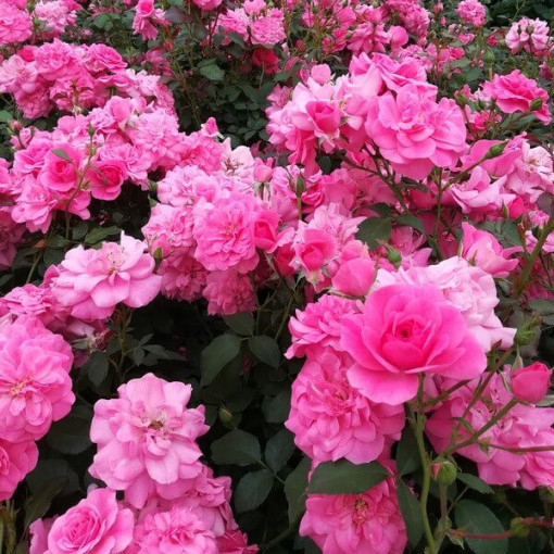 Krūmu roze 'Tanal' pods, 2l