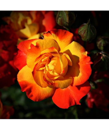 Krūmu roze 'Rumba' pods, 2l