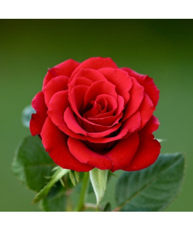 Krūmu roze 'Nina Weibull' pods, 2L