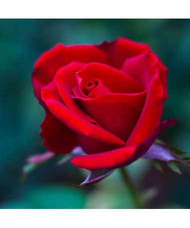 Krūmu roze 'Nina Weibull' pods, 2L