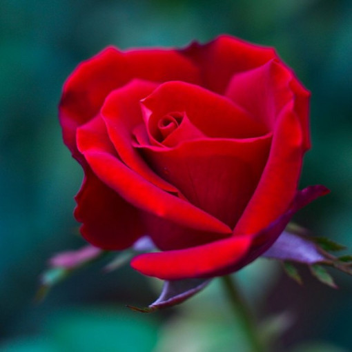 Krūmu roze 'Nina Weibull' pods, 2L