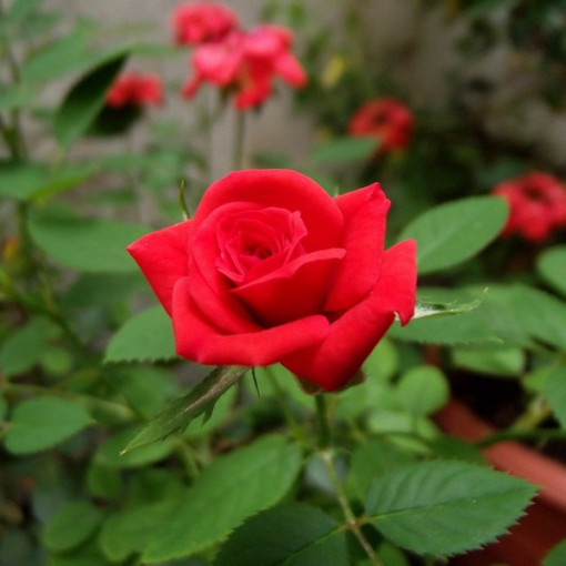 Krūmu roze 'Nina Weibull' pods, 2L