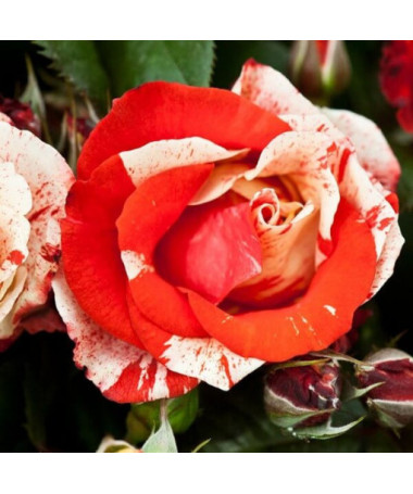 Grēdu roze 'Hanky Panky', 4l pods