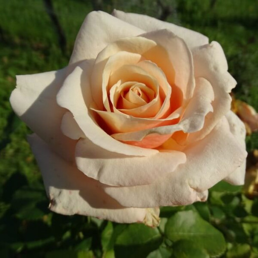 Grēdu roze 'Apricot Nectar', 4l pods