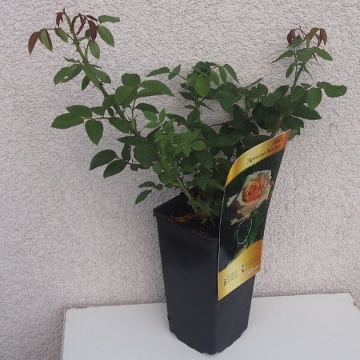 Grēdu roze 'Apricot Nectar', 4l pods