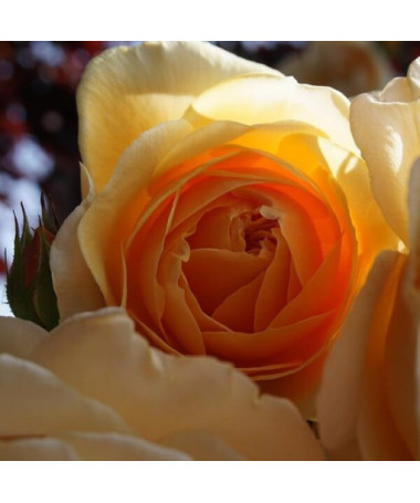 Grēdu roze 'Apricot Nectar', 2l pods