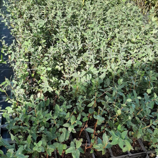 amčatkas sausserdis 'Tomi'