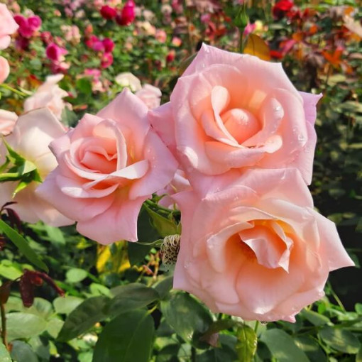 Kāpjošā roze 'Sweet Velvet' pods, 2l