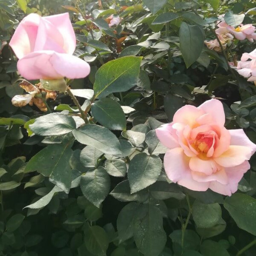 Kāpjošā roze 'Sweet Velvet' pods, 2l