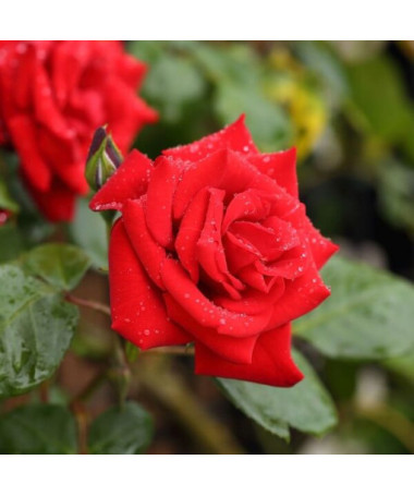 Kāpjošā roze 'Paul's Scarlet Climber' pods, 2l