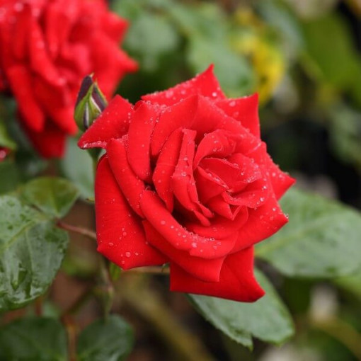 Kāpjošā roze 'Paul's Scarlet Climber' pods, 2l