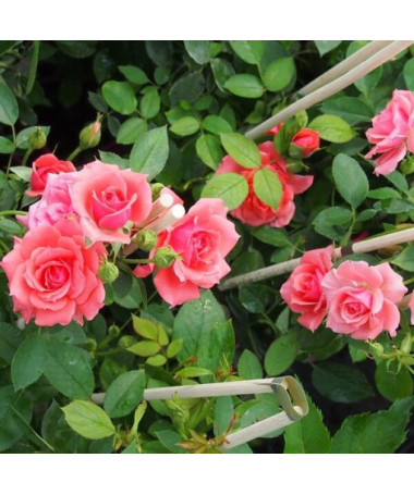 Kāpjošā roze 'Paul Noel' pods, 2l