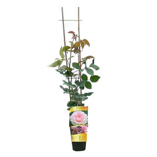 Kāpjošā roze 'Paul Noel' pods, 2l