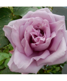 Kāpjošā roze 'Indigoletta' pods, 2l