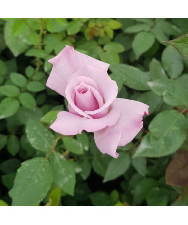 Kāpjošā roze 'Indigoletta' pods, 2l