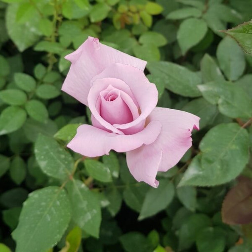 Kāpjošā roze 'Indigoletta' pods, 2l