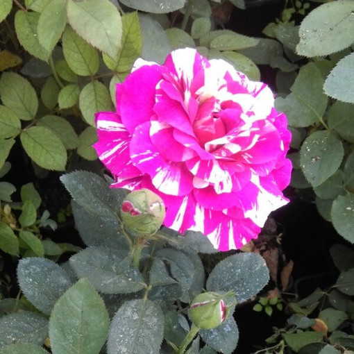 Kāpjoša roze 'Ferdinand Pichard' podā, 2l