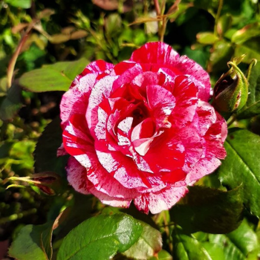 Kāpjoša roze 'Ferdinand Pichard' podā, 4L