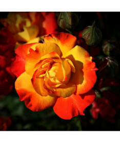 Kāpjošā roze 'Climbing Rumba' 4L podiņā.