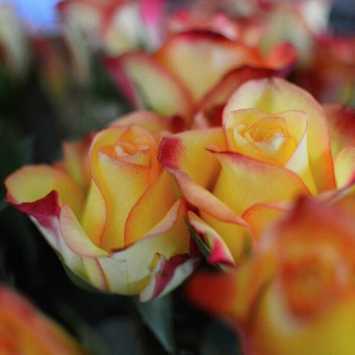 Kāpjošā roze 'Climbing Rumba' 4L podiņā.