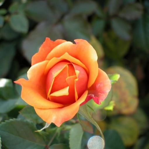 Kāpjošā roze 'Climbing Rumba' 4L podiņā.