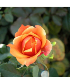 Kāpjošā roze 'Climbing Rumba' 2L podiņā.