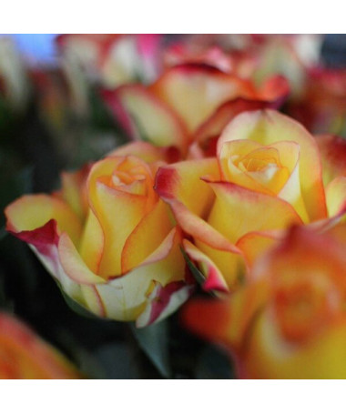 Kāpjošā roze 'Climbing Rumba' 2L podiņā.