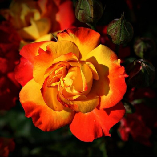 Kāpjošā roze 'Climbing Rumba' 2L podiņā.