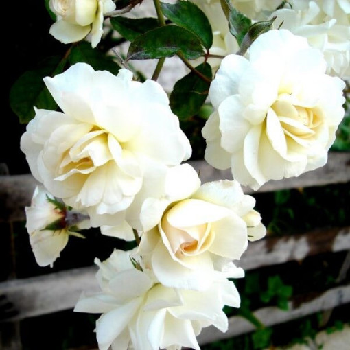 Kāpjošā roze 'Climbing Iceberg' 2L podiņā.