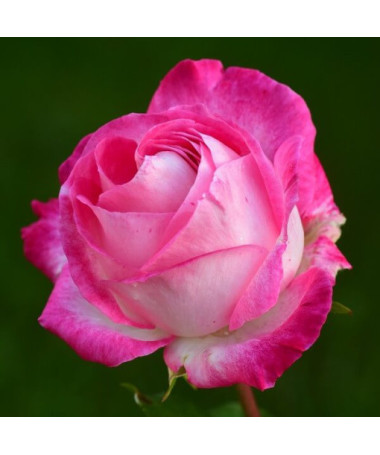 Kāpjošā roze 'Alexandrina Victoria' pods, 2l