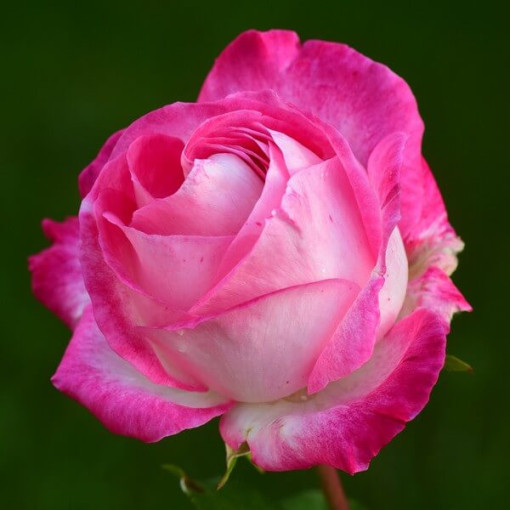 Kāpjošā roze 'Alexandrina Victoria' pods, 2l