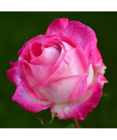 Kāpjošā roze 'Alexandrina Victoria' pods, 2l