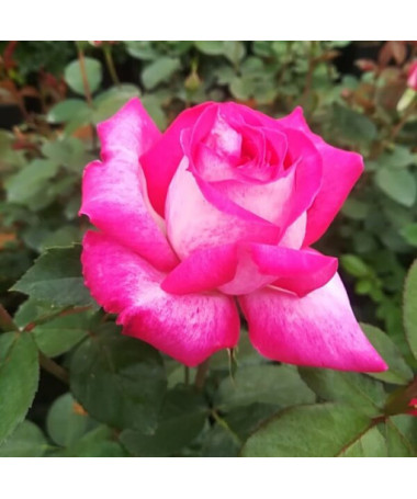 Kāpjošā roze 'Alexandrina Victoria' pods, 2l