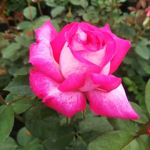 Kāpjošā roze 'Alexandrina Victoria' pods, 2l