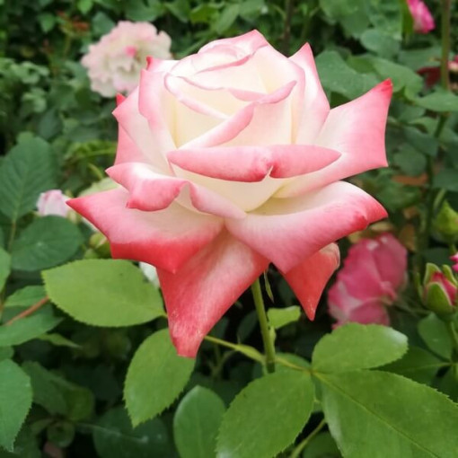 Kāpjošā roze 'Alexandrina Victoria' pods, 2l