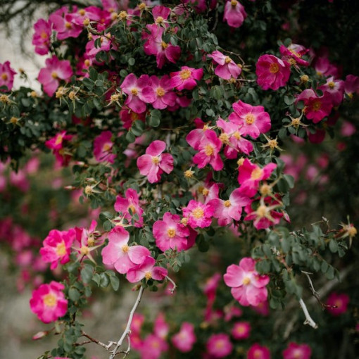 Zeme segojošā roze 'Pink the Fairy' pods, 2l