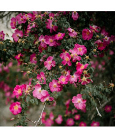 Zeme segojošā roze 'Pink the Fairy' pods, 2l