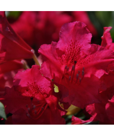 Rododendrons (Azālija) Scarlet Wonder P9/C1