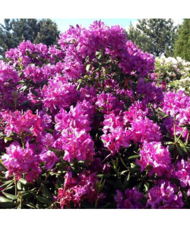 Rododendrons (Azālija) Roseum Elegans
